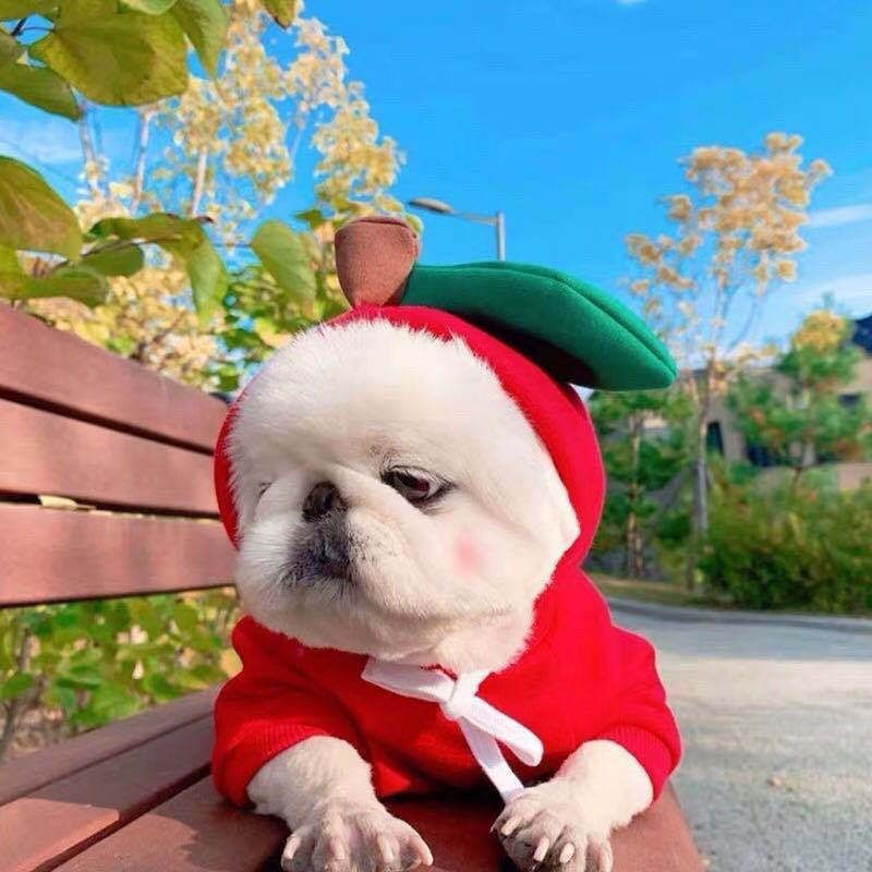 Fleece Dog Hoodie (Fruit & Veggie Hoods): Apple design