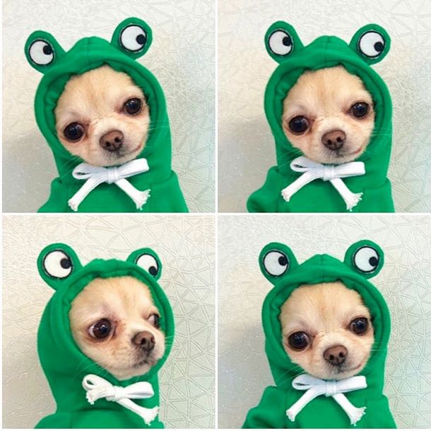 Fleece Dog Hoodie (Fruit & Veggie Hoods): Frog design